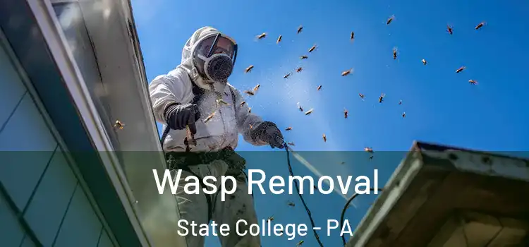 Wasp Removal State College - PA