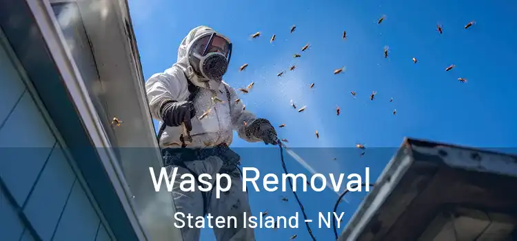  Wasp Removal Staten Island - NY