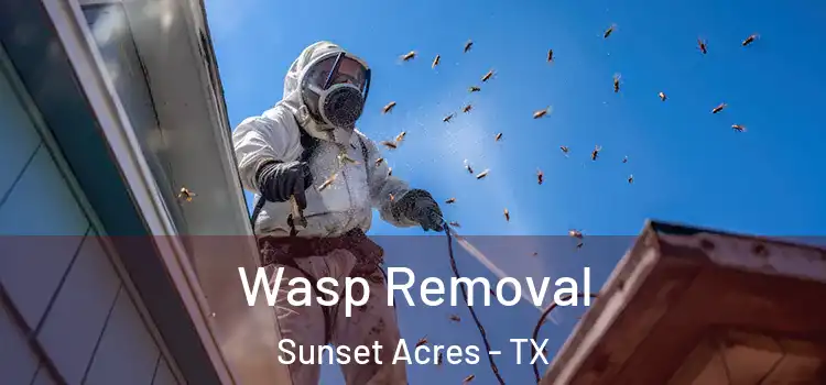  Wasp Removal Sunset Acres - TX