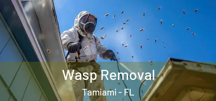 Wasp Removal Tamiami - FL