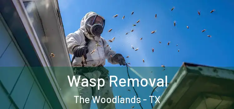 Wasp Removal The Woodlands - TX