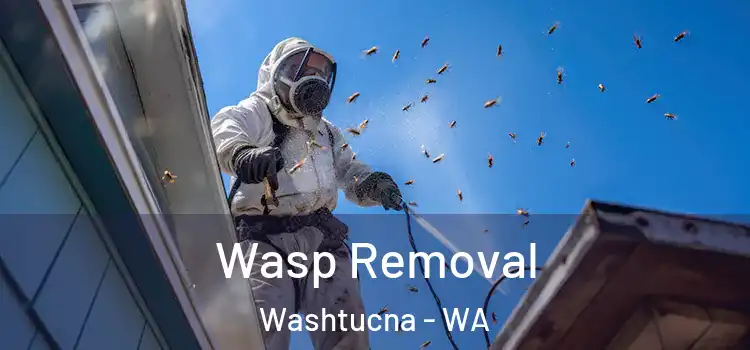  Wasp Removal Washtucna - WA