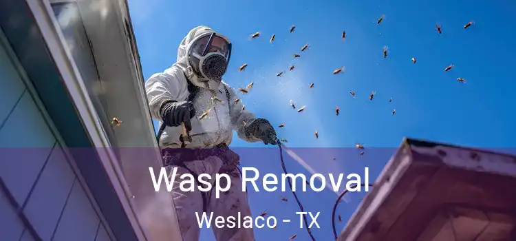 Wasp Removal Weslaco - TX