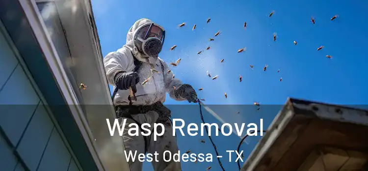 Wasp Removal West Odessa - TX