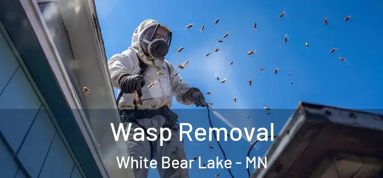  Wasp Removal White Bear Lake - MN