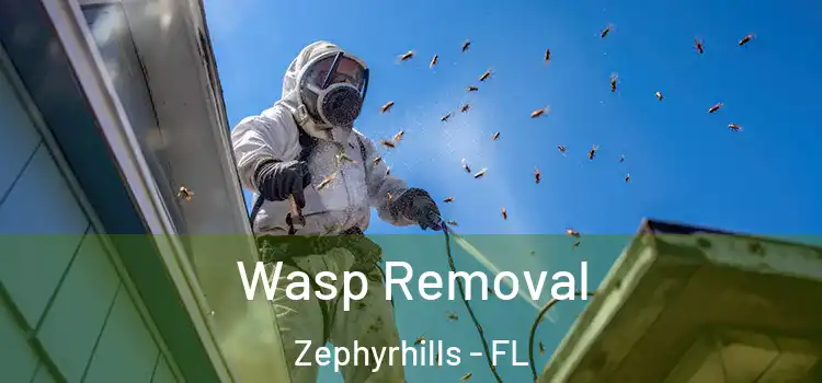 Wasp Removal Zephyrhills - FL
