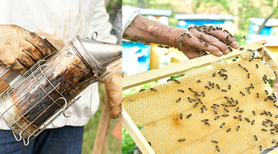 Wasp Nest Removal