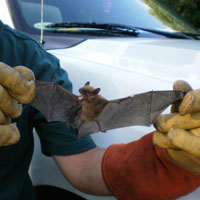 24 Hour Bat Removal in Baton Rouge