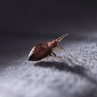 Bed Bug Exterminator Near Me in Topeka, KS
