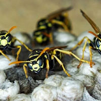 Bee Wasp Removal in Traverse City, MI