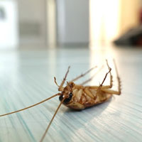 Cockroach Pest Control in Portland, OR