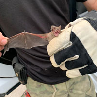 Emergency Bat Removal in Tolstoy