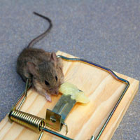 Local Mice Exterminators in Alexandria, LA